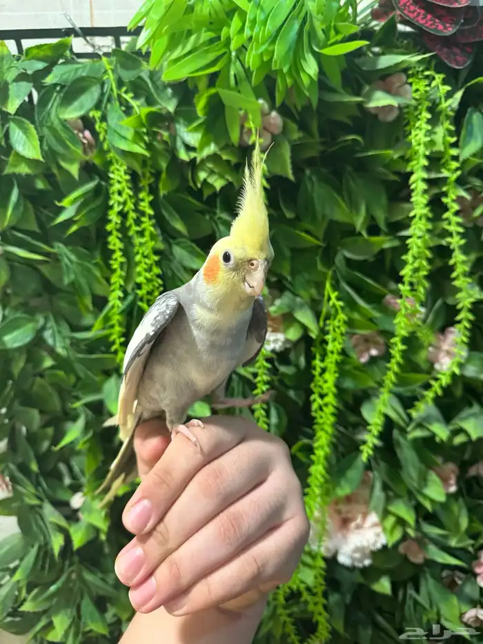 كروان للبيع 4