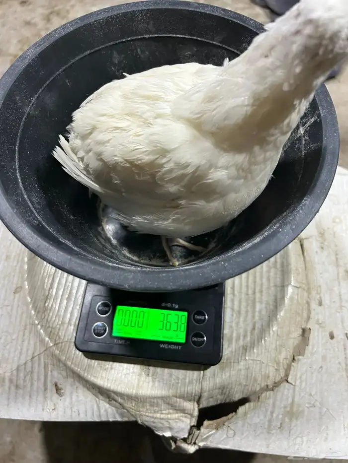 صوص سمان تكساس تم البيع تم البيع 8