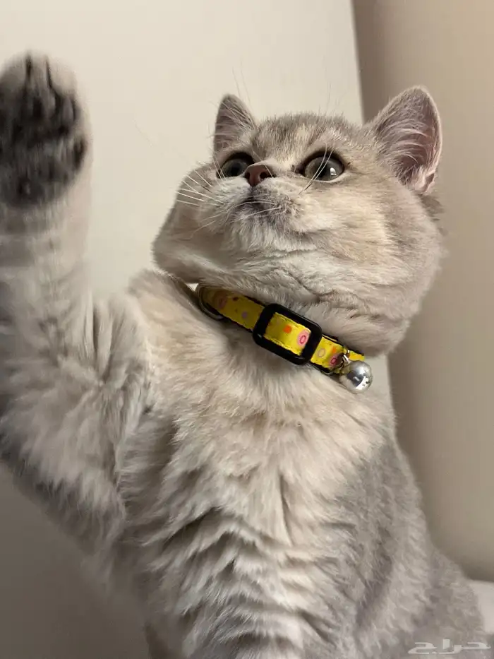 للبيع قطط سكوتش ستريت - بريتش مكس 5