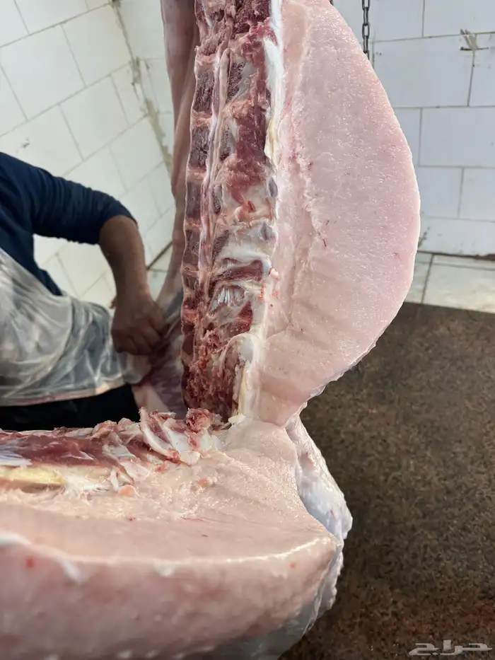 حاشي لباني مشروط عمره (6) شهور والطعم تحدي 0