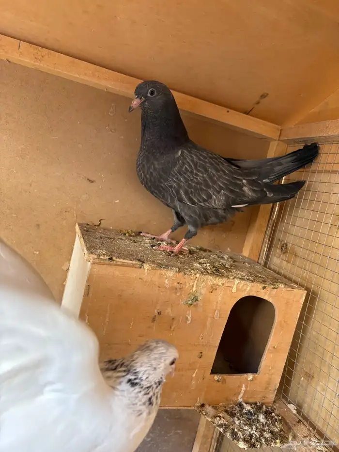 حمام باكستاني تيدي قولدن لاكا كواسير . 5 اجواز 2