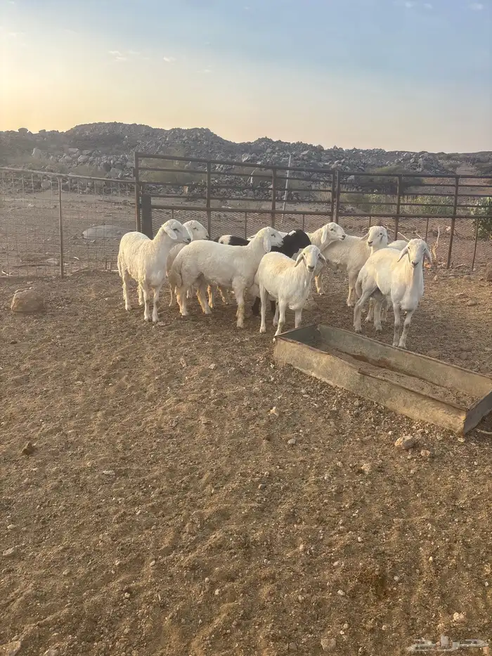 طليان جبره عدد 9 شمال الطائف 160 ك ضواحي المحاني 0