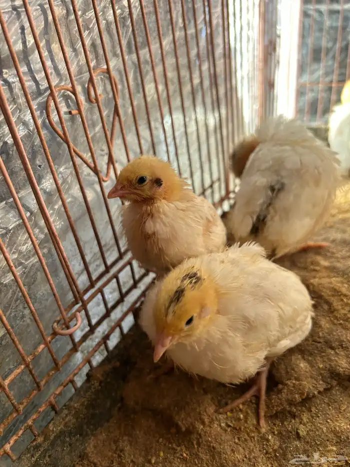 صوص سمان تكساس تم البيع تم البيع 5