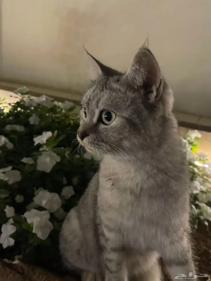 قطه شيرازي انثى (للبيع) 1