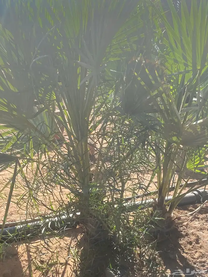 نخل واشنطني 0