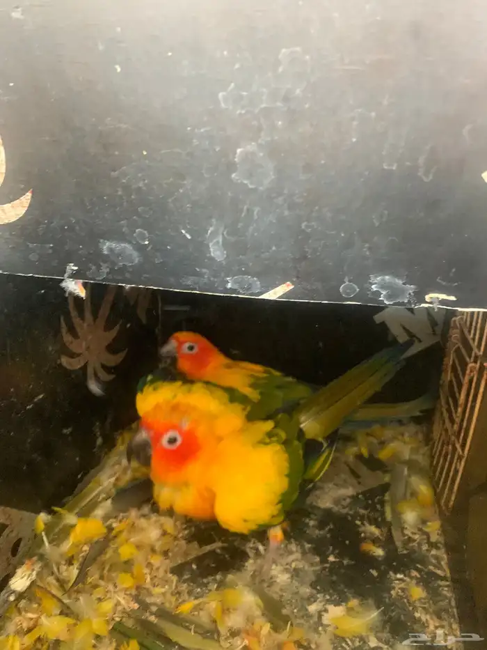 زوج صن كنيور منتج 1