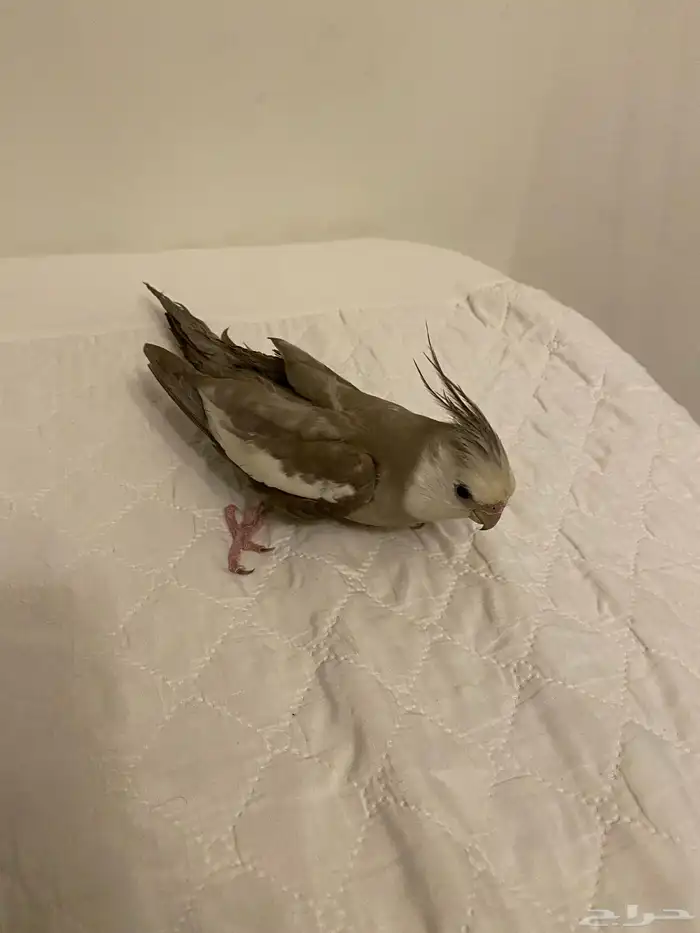 للبيع ذكر كروان 7