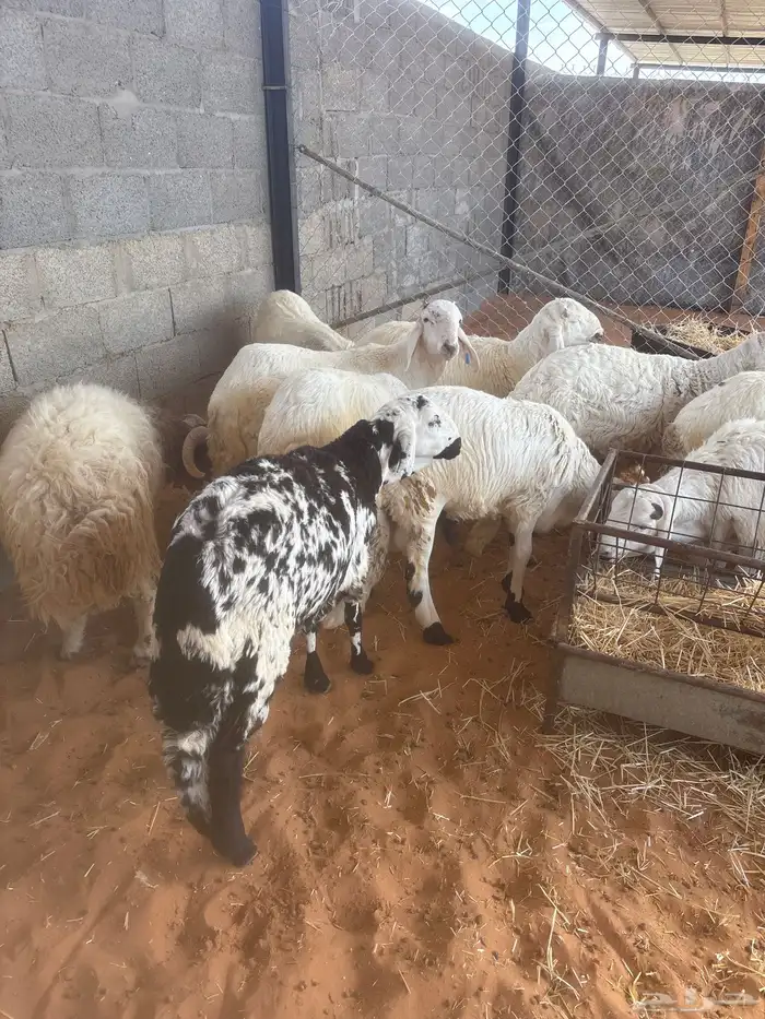 سواكن مرابي 0