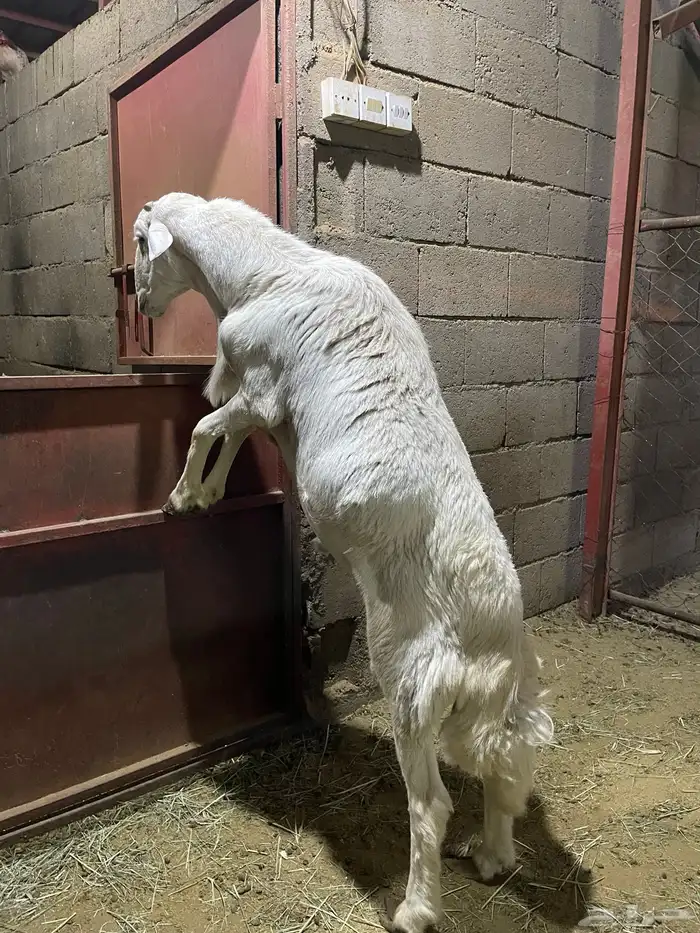 خروف فحل حري صنف مشروط من المالطية 2