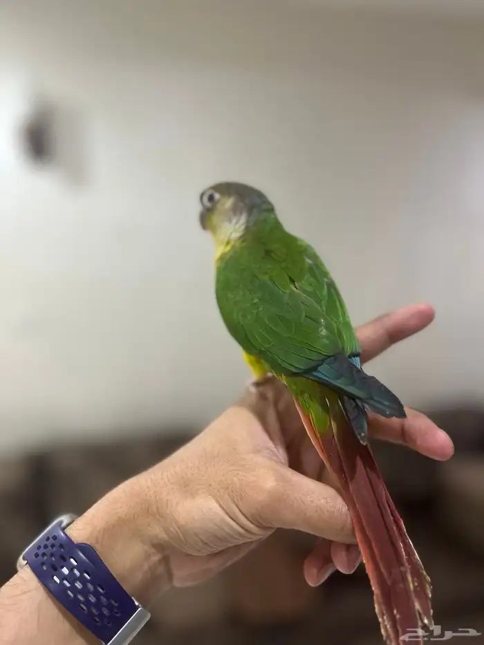 للبيع كنيور أليف 2