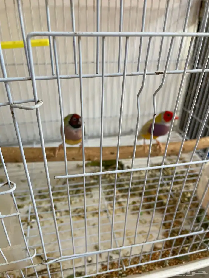 طيور قولدن فينش روز بادجي 1