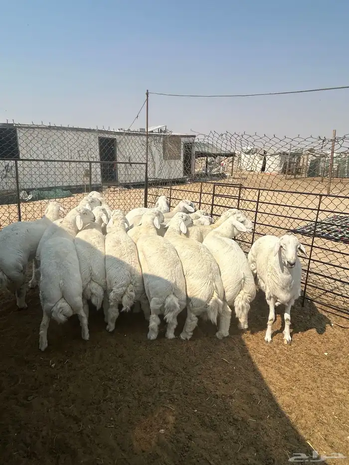 نعيم جبر ناهي فاخر وهرافي وحريات جبر ناهي وهرافي 12