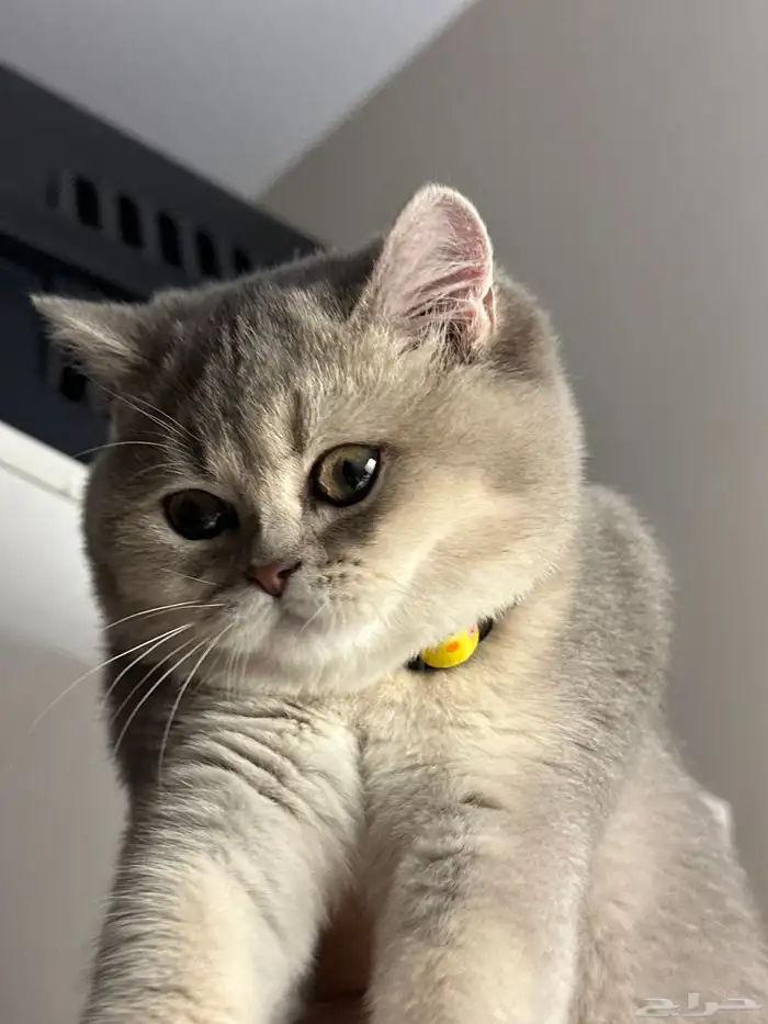 للبيع قطط سكوتش ستريت - بريتش مكس 8