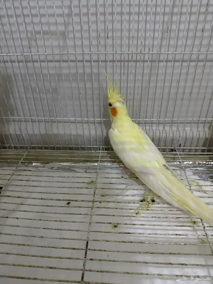 زوج كروان لاتينو 3