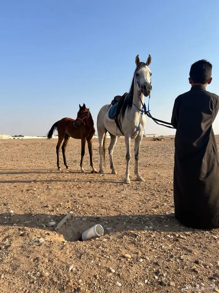 فراس واهو 2020 موليدها 0