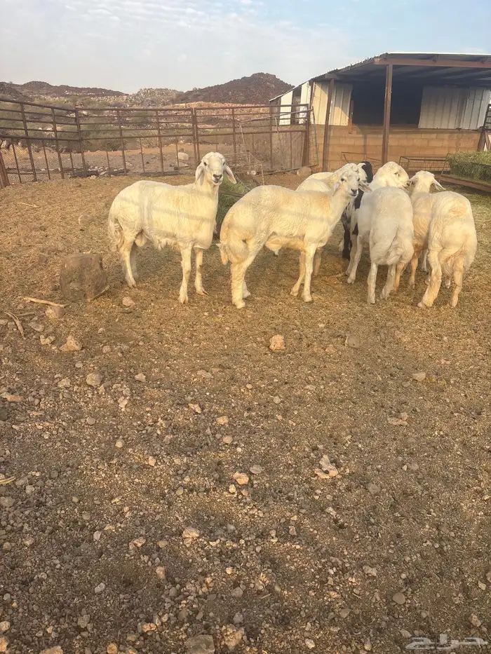 طليان جبره عدد 9 شمال الطائف 160 ك ضواحي المحاني 3