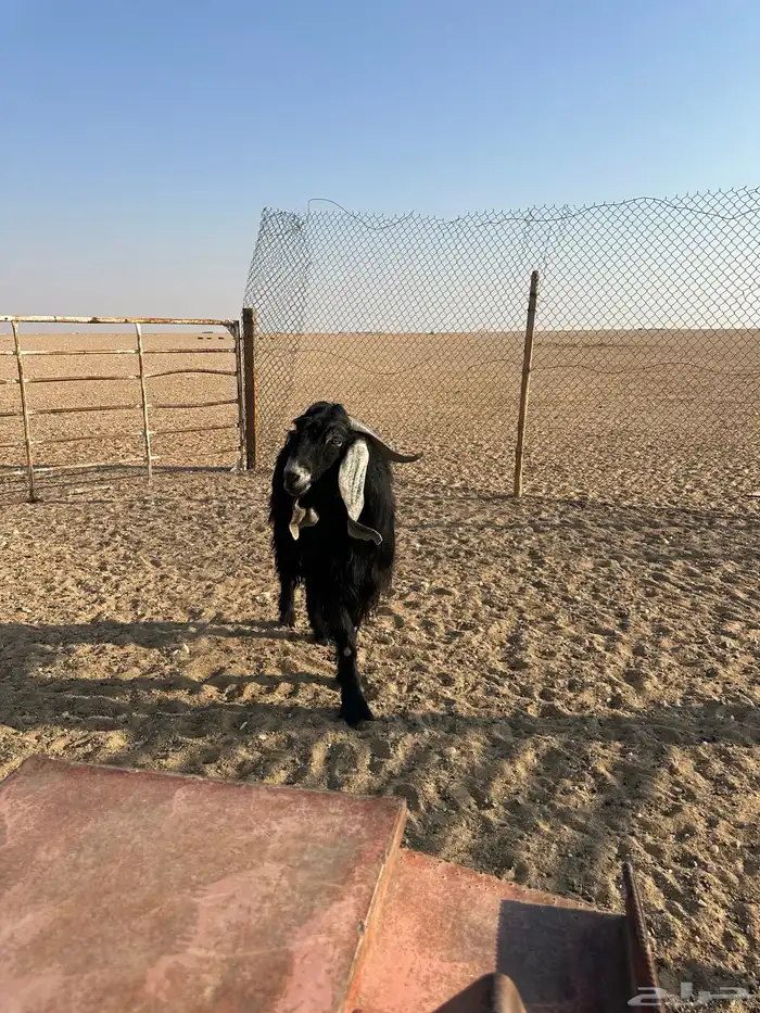 تيوس عوارض 2