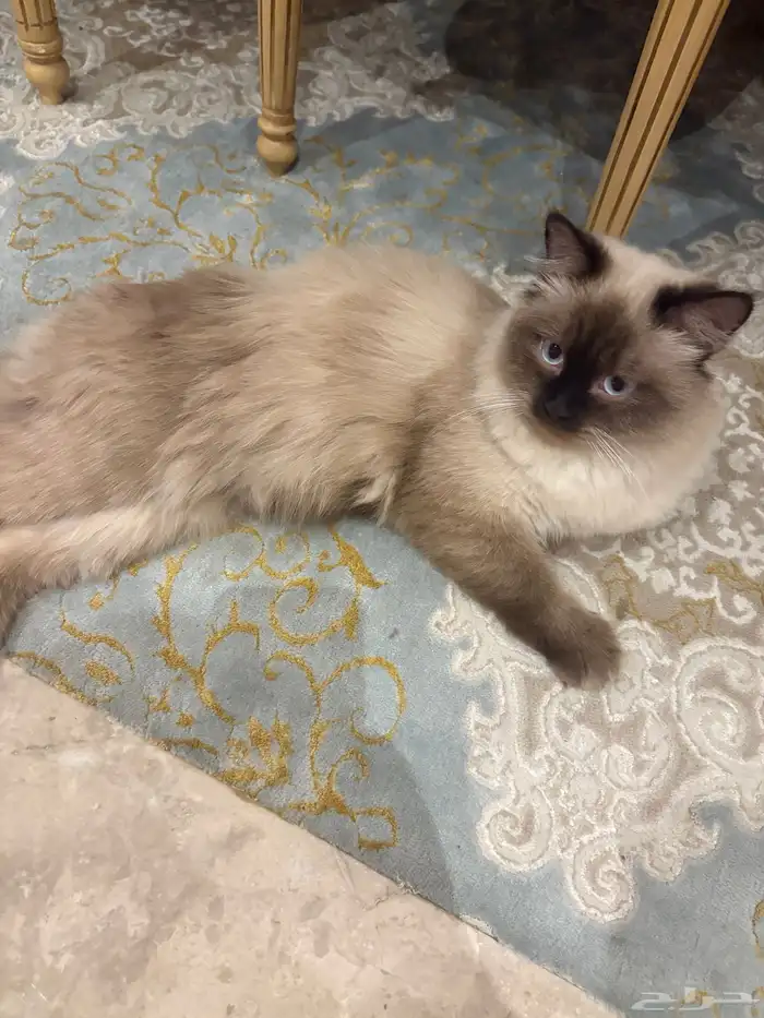 قطاوة للتبني نظيفة ومطعمة 0