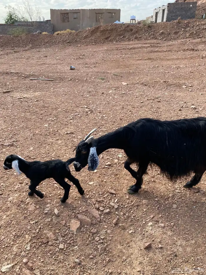 عنز بدويه والد منوة القناي 0