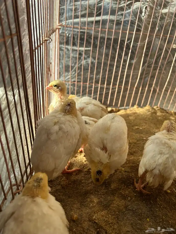 صوص سمان تكساس تم البيع تم البيع 3