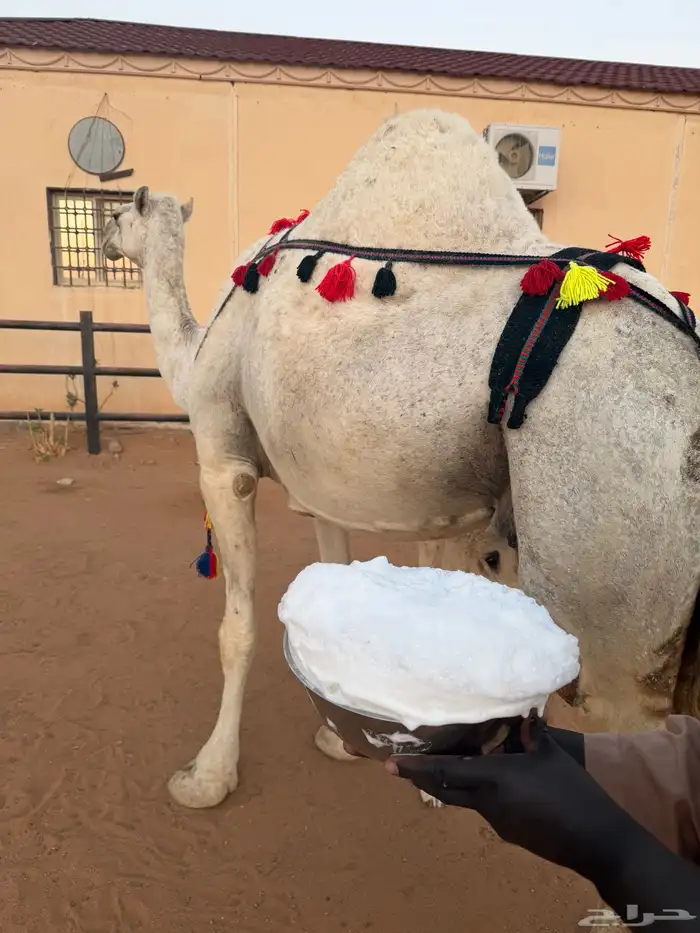 ناقه خلفه مصغر وضحى منيحة 0