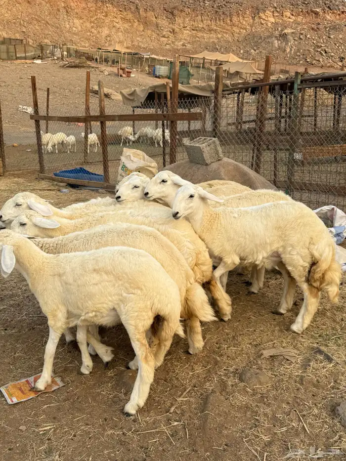 رخال فواخر صنف 6