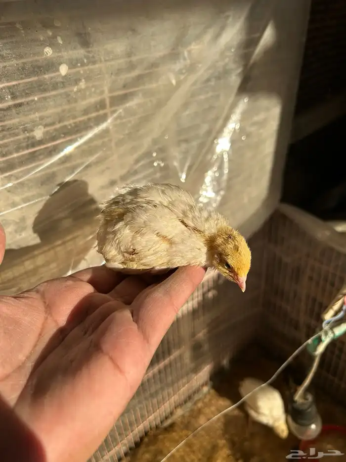 صوص سمان تكساس تم البيع تم البيع 2