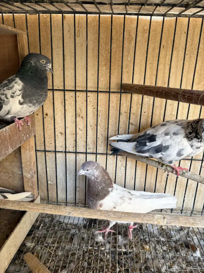 حمام باكستاني تيدي قولدن لاكا كواسير . 5 اجواز 1