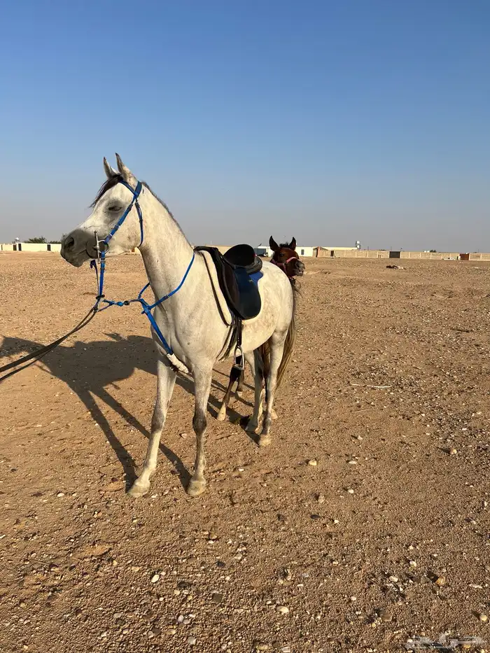 فراس واهو 2020 موليدها 3