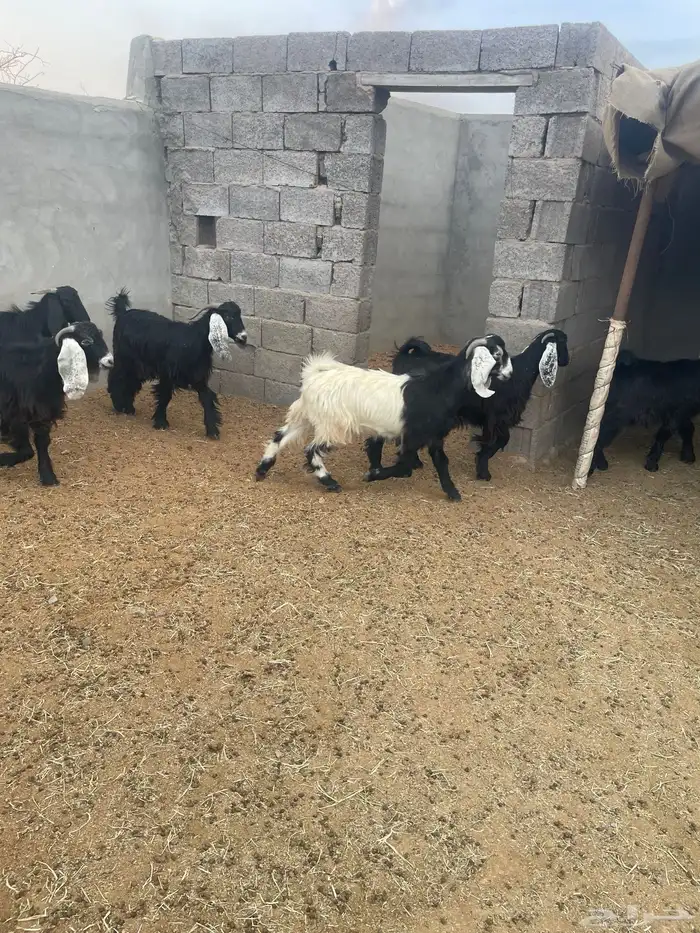 تيوس العد 7 مخاصي طيبه ونظيفه الحد 1270 جمله وتفريد 1300 0