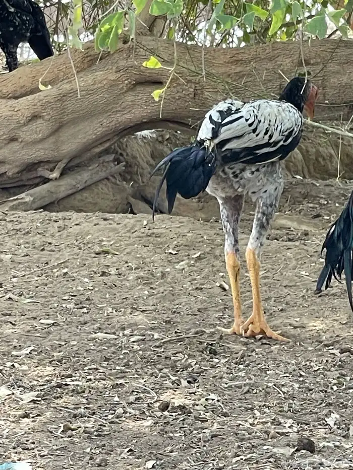 فرخ باكستاني 0