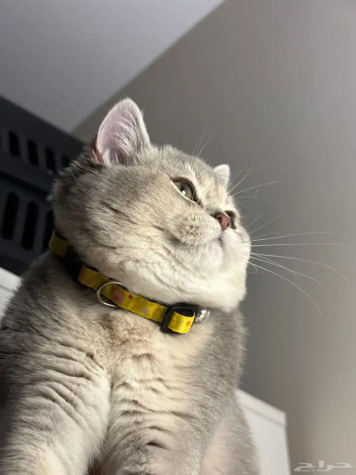 للبيع قطط سكوتش ستريت - بريتش مكس 6