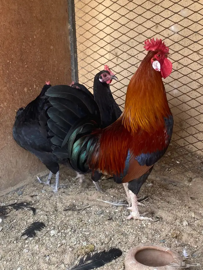 دجاج بلدي ترثه 1