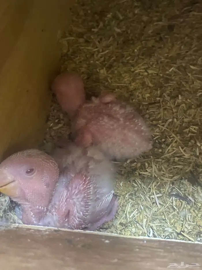 فروخ روز غار 3