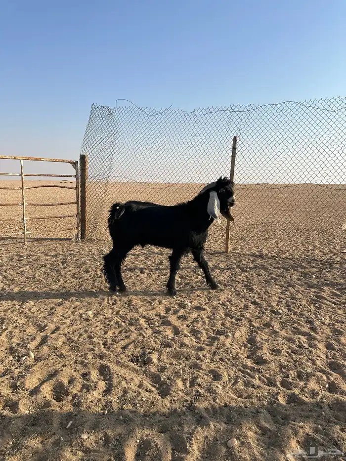 تيوس عوارض 5