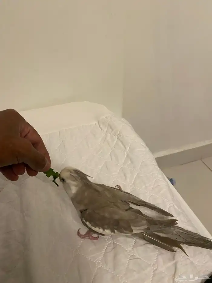 للبيع ذكر كروان 2