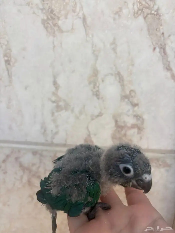 فروخ كنيور بلو شيك( عرض ) 0