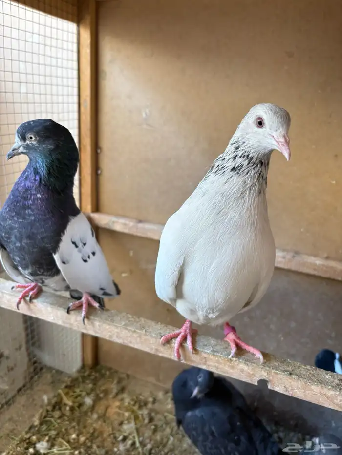 حمام باكستاني تيدي قولدن لاكا كواسير . 5 اجواز 0