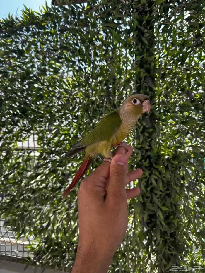 فرخ كنيور سلمون اليف و هدد داخلي 1