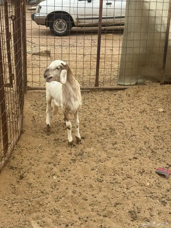 رخل سواكنيه تم البيع 1