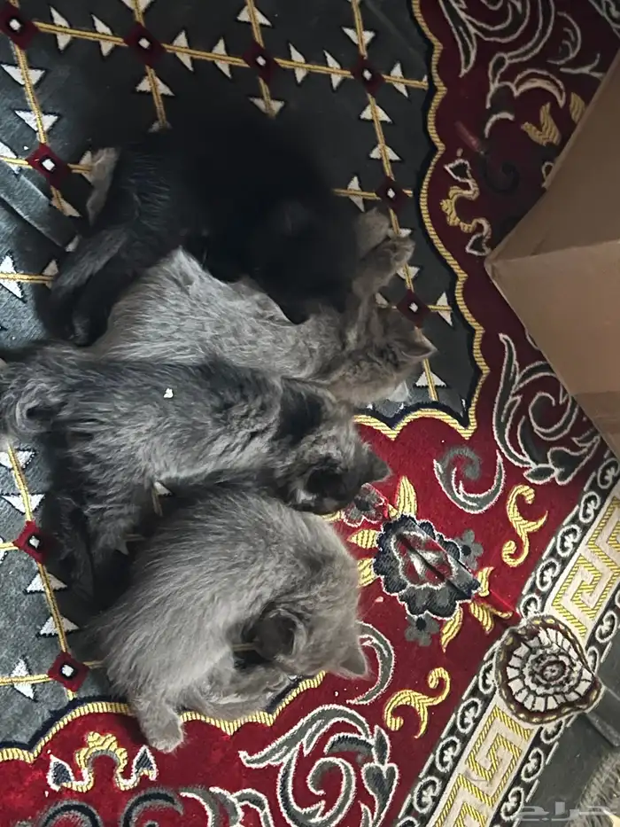 قطط من نوع هملايا العمر شهر و أسبوعين الحد 500 للواحد 1