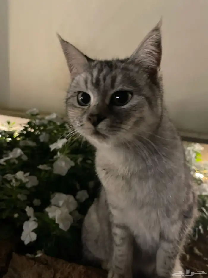 قطه شيرازي انثى (للبيع) 2