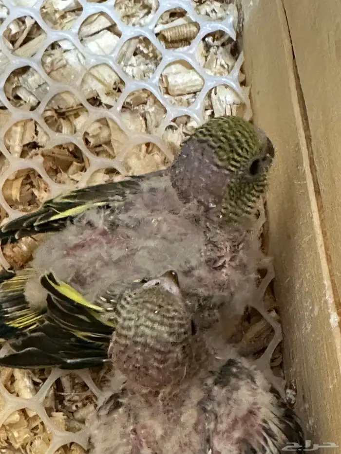 فروخ الباجي للبيع 1