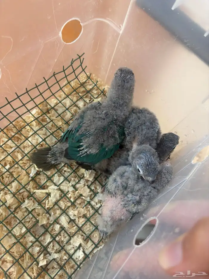 فروخ كنيور بلو شيك( عرض ) 3