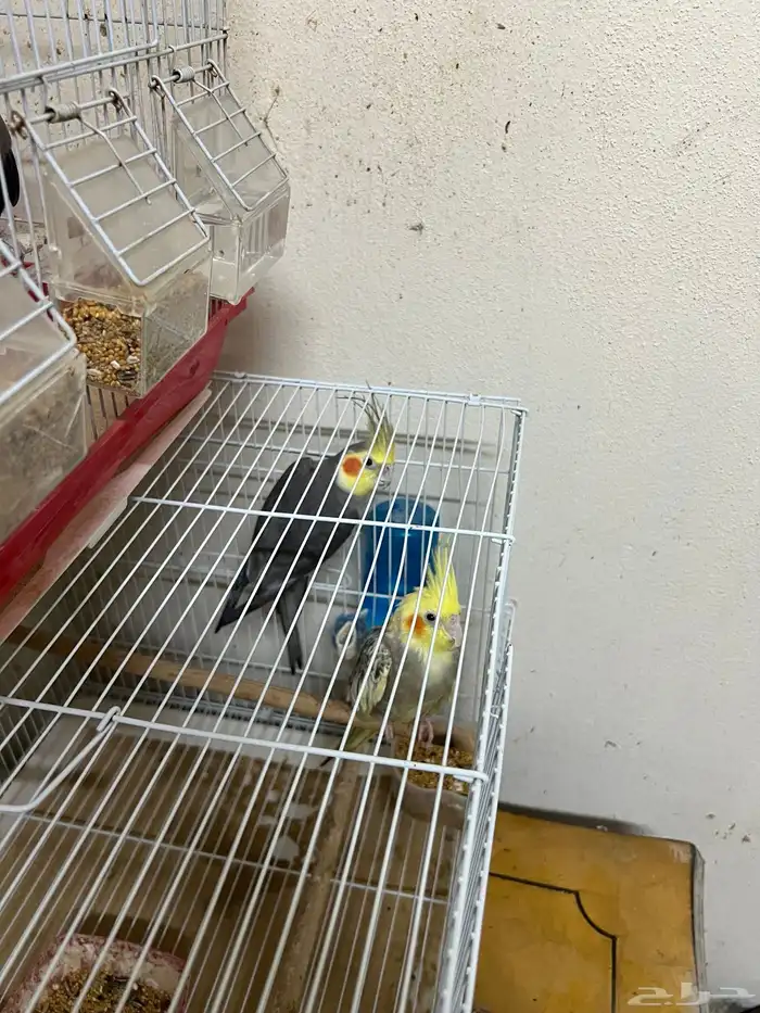 زوج كوكتيل منتج 3