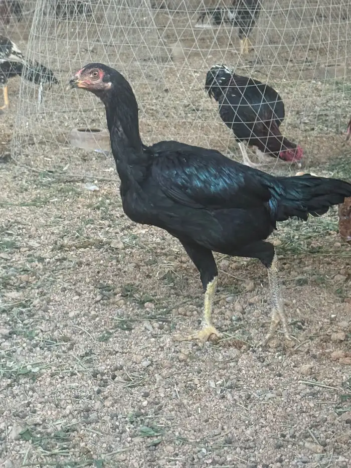 دجاجه سنديه 7