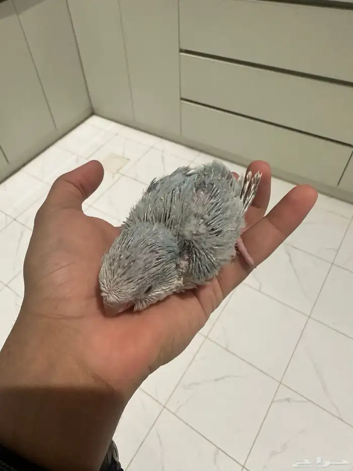 فروخ كويكر (تم البيع) 5