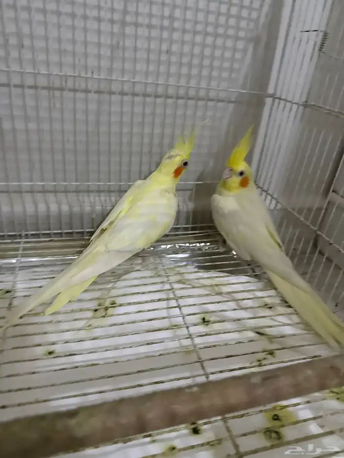 زوج كروان لاتينو 4