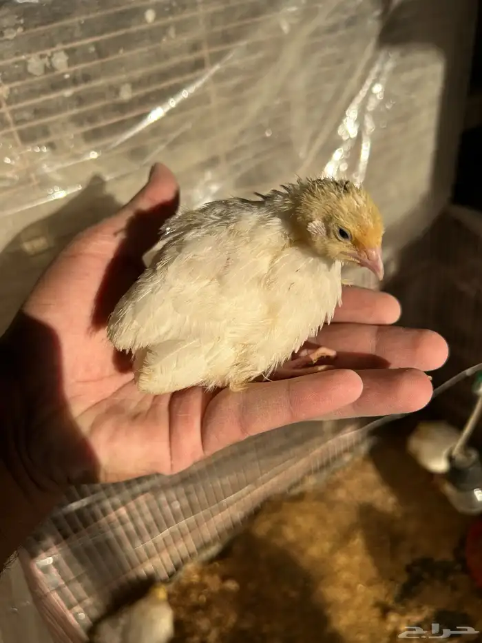 صوص سمان تكساس تم البيع تم البيع 0