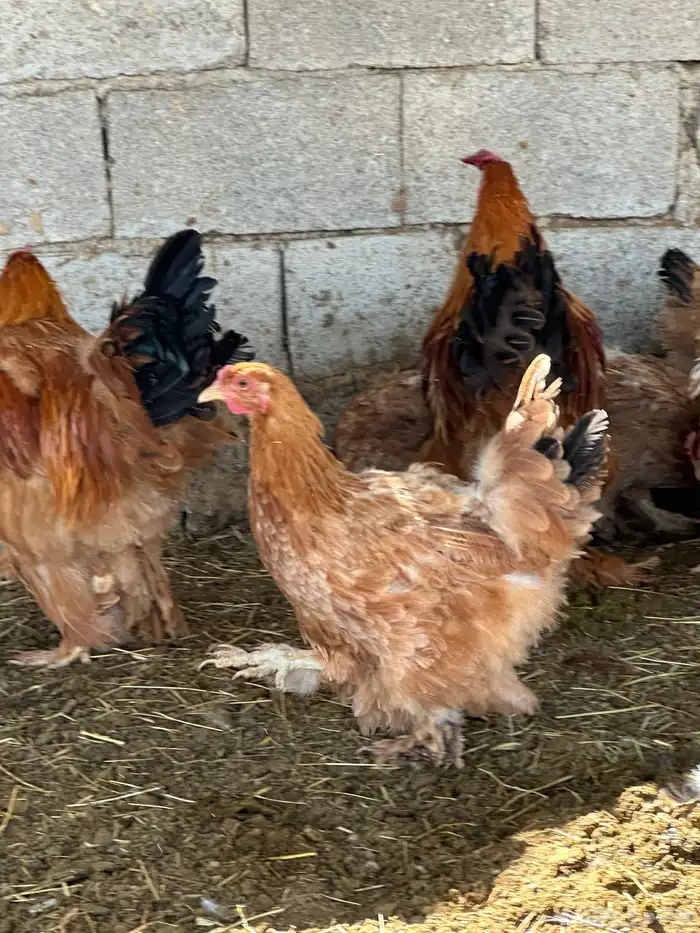 دجاج براهما وكوشن 4